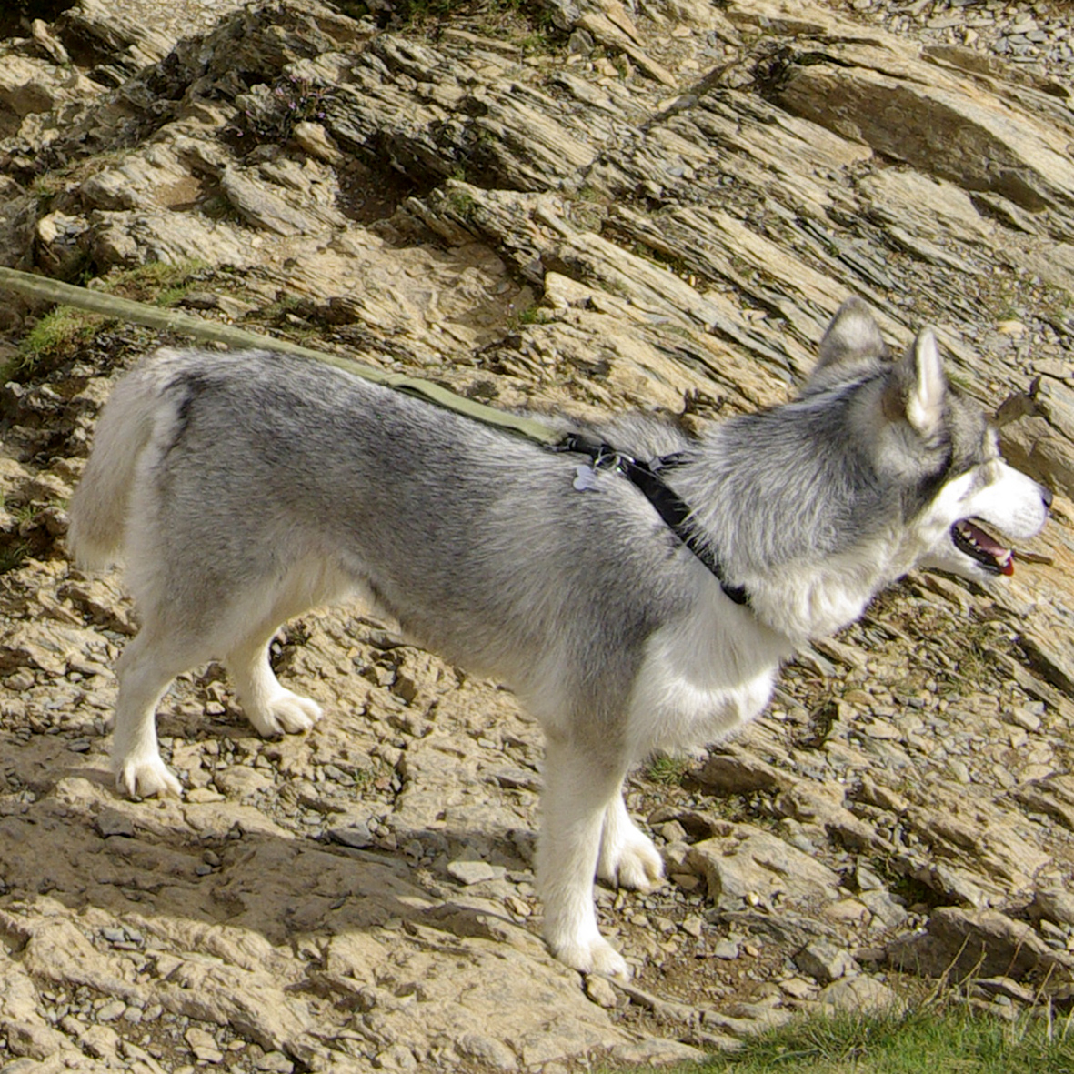 photograph of a dog